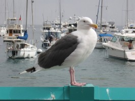 beautiful_seagull_190089